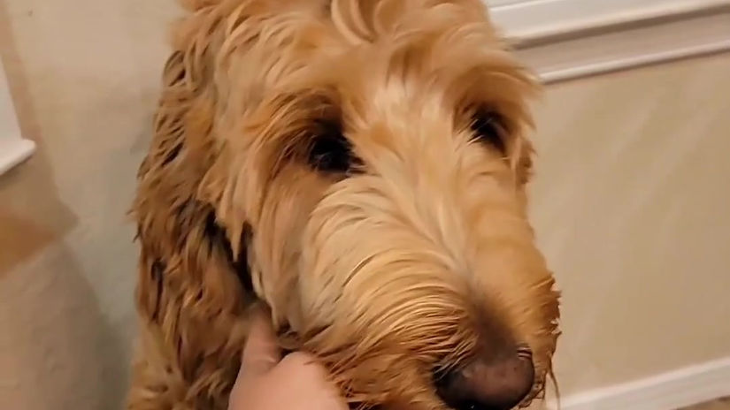 Goldendoodle Mamma with Love in Her Eyes